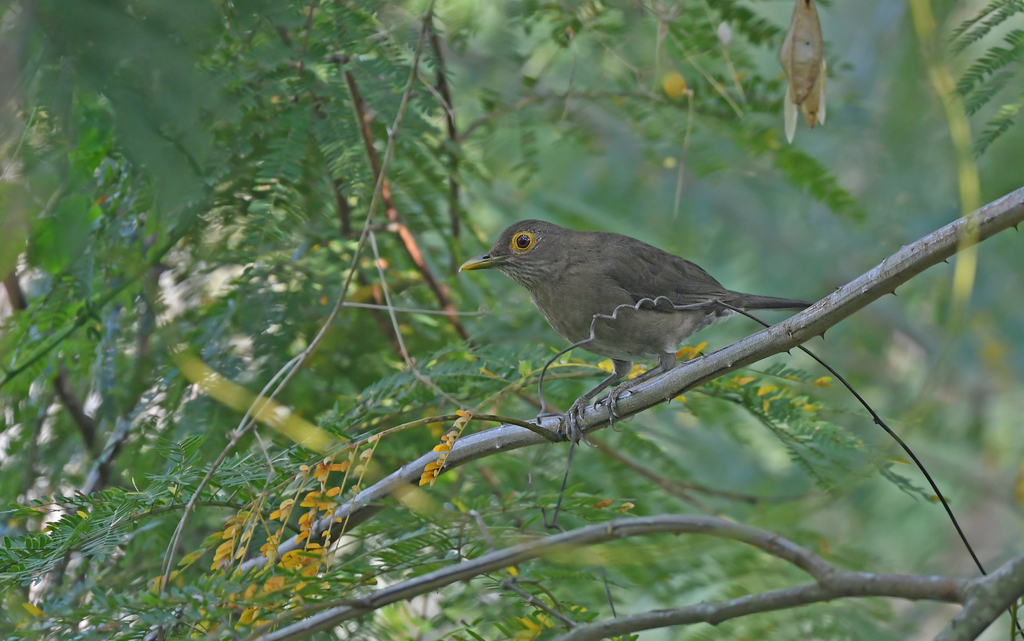 Spectacled Thrush