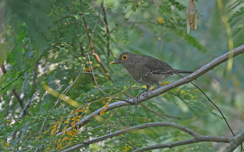Spectacled Thrush