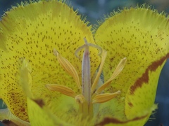 Calochortus weedii weedii