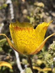 Calochortus weedii weedii