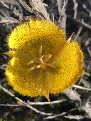 Calochortus weedii weedii