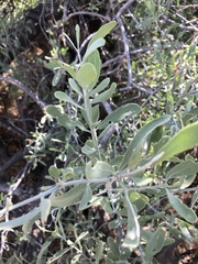 Salvadora australis