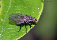 Anthomyia liturata