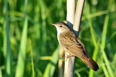 Helopsaltes certhiola