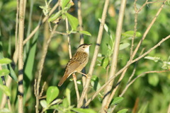 Helopsaltes certhiola