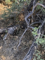 Salvadora australis
