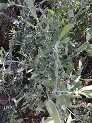 Salvadora australis