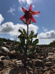 Lilium bolanderi
