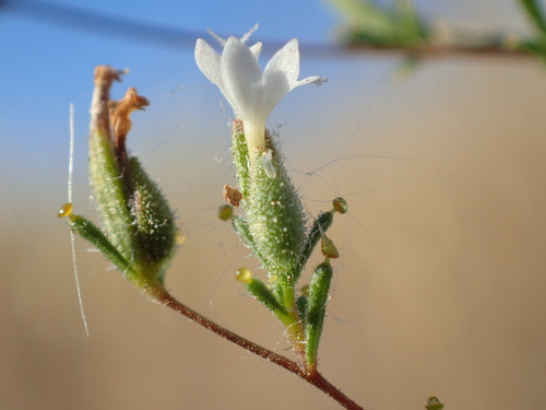 Hoover's western rosinweed (Calycadenia hooveri)