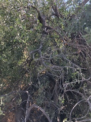 Salvadora australis