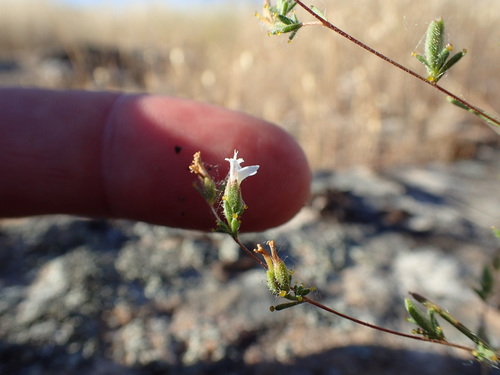 Image of Calycadenia hooveri by no rights reserved
