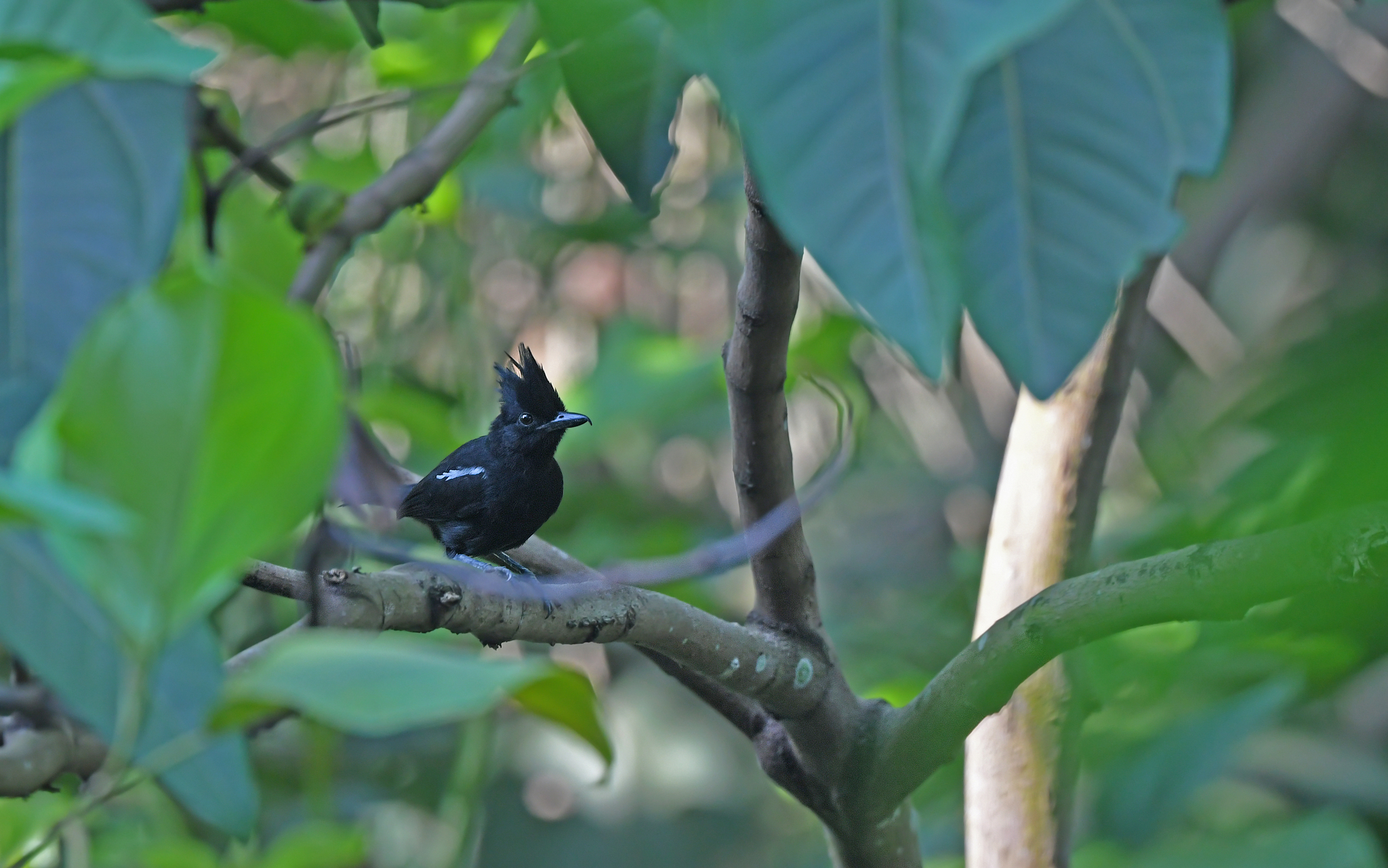 Glossy Antshrike (Sakesphorus luctuosus), photo 2