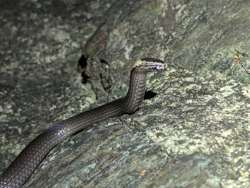 White-crowned Snake sighting