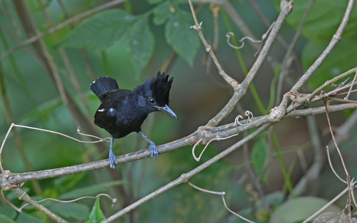 Glossy Antshrike (Sakesphorus luctuosus), photo 4