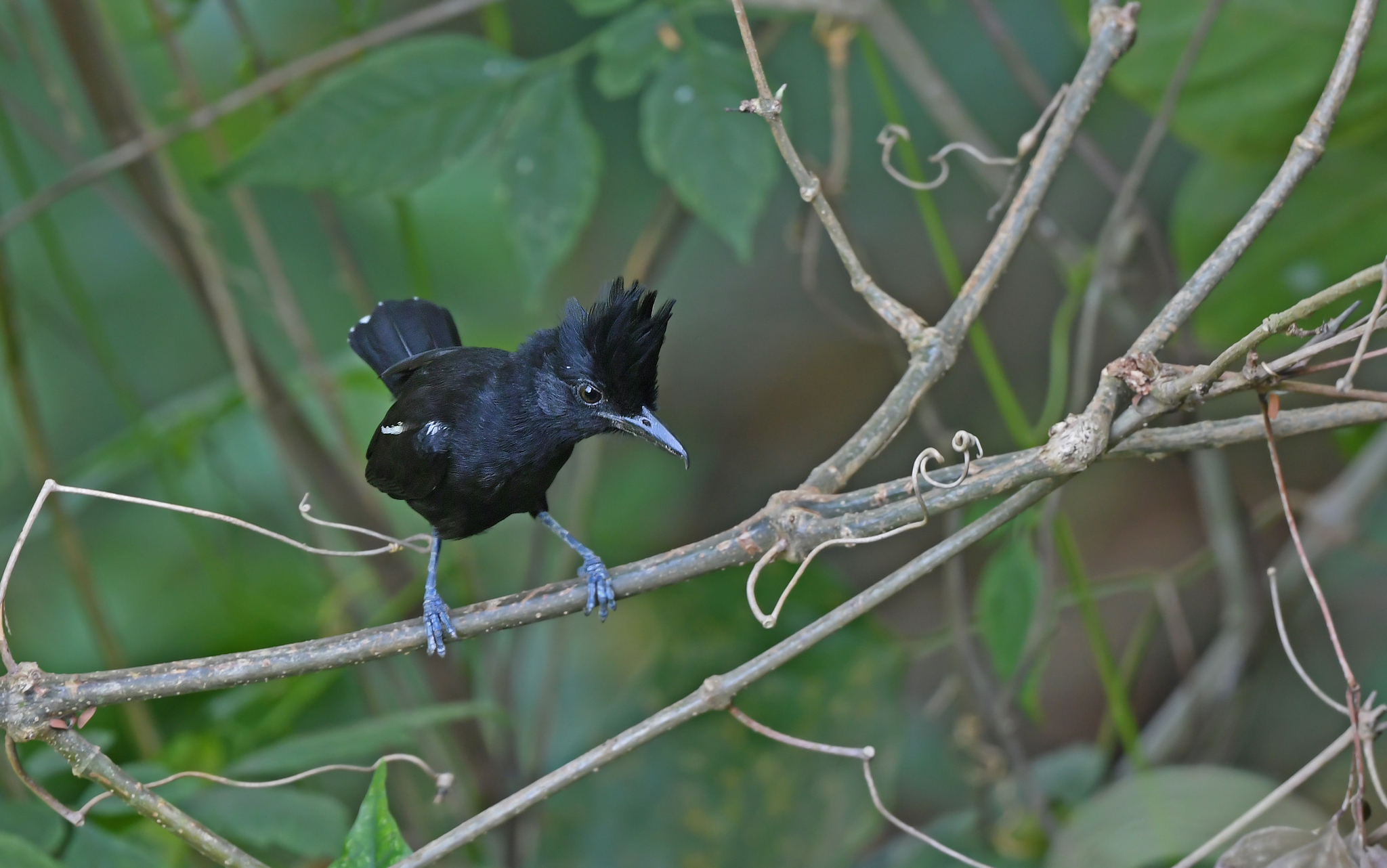 Glossy Antshrike (Sakesphorus luctuosus), photo 4