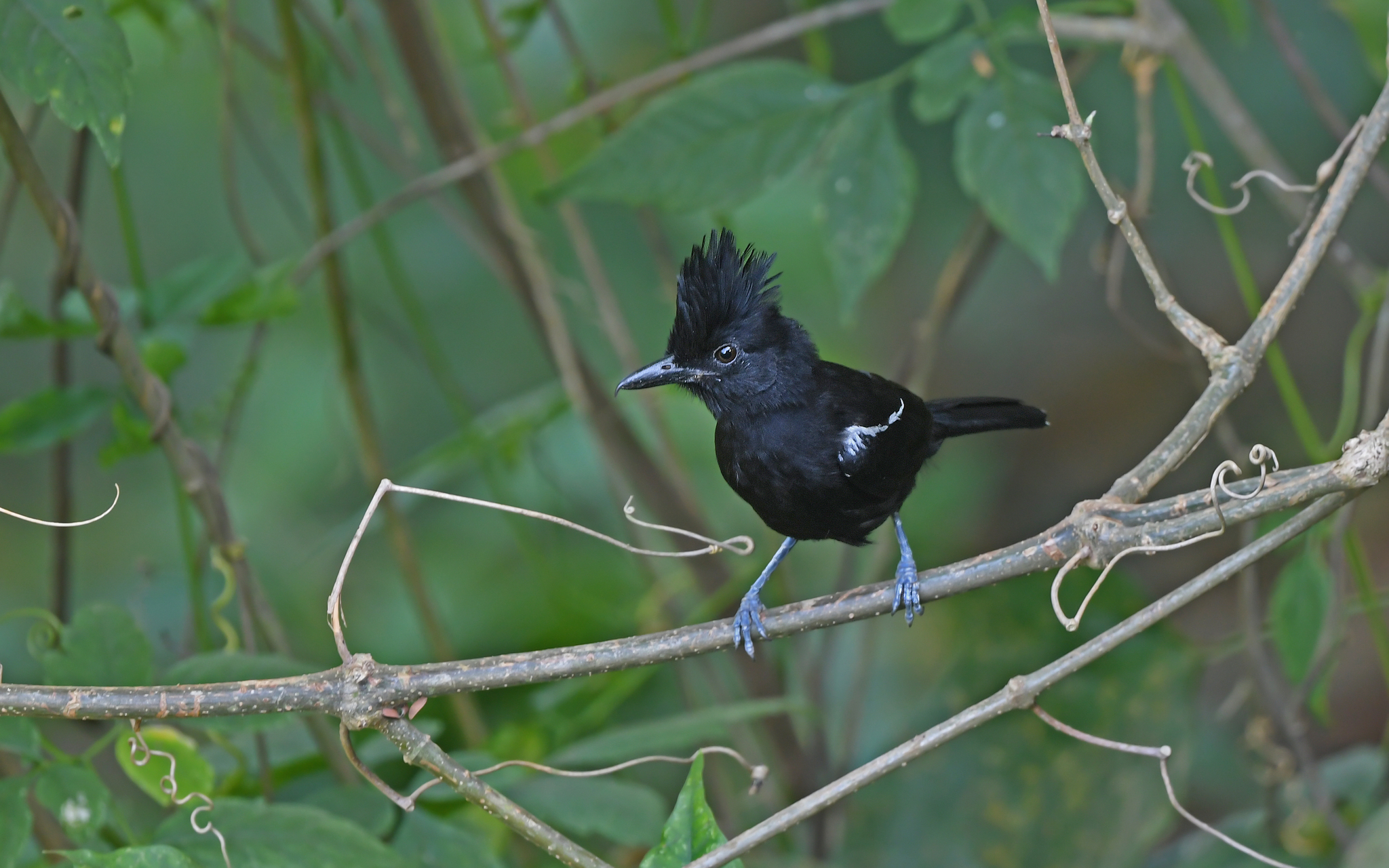 Glossy Antshrike (Sakesphorus luctuosus), photo 5