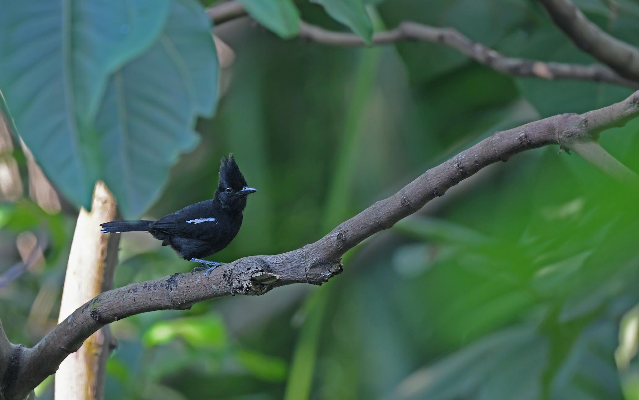 Glossy Antshrike (Sakesphorus luctuosus), photo 3