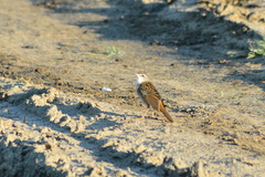 Helopsaltes certhiola