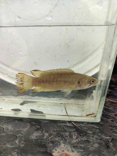 Eastern Cape rocky (Sandelia bainsii) — Anabantidae
