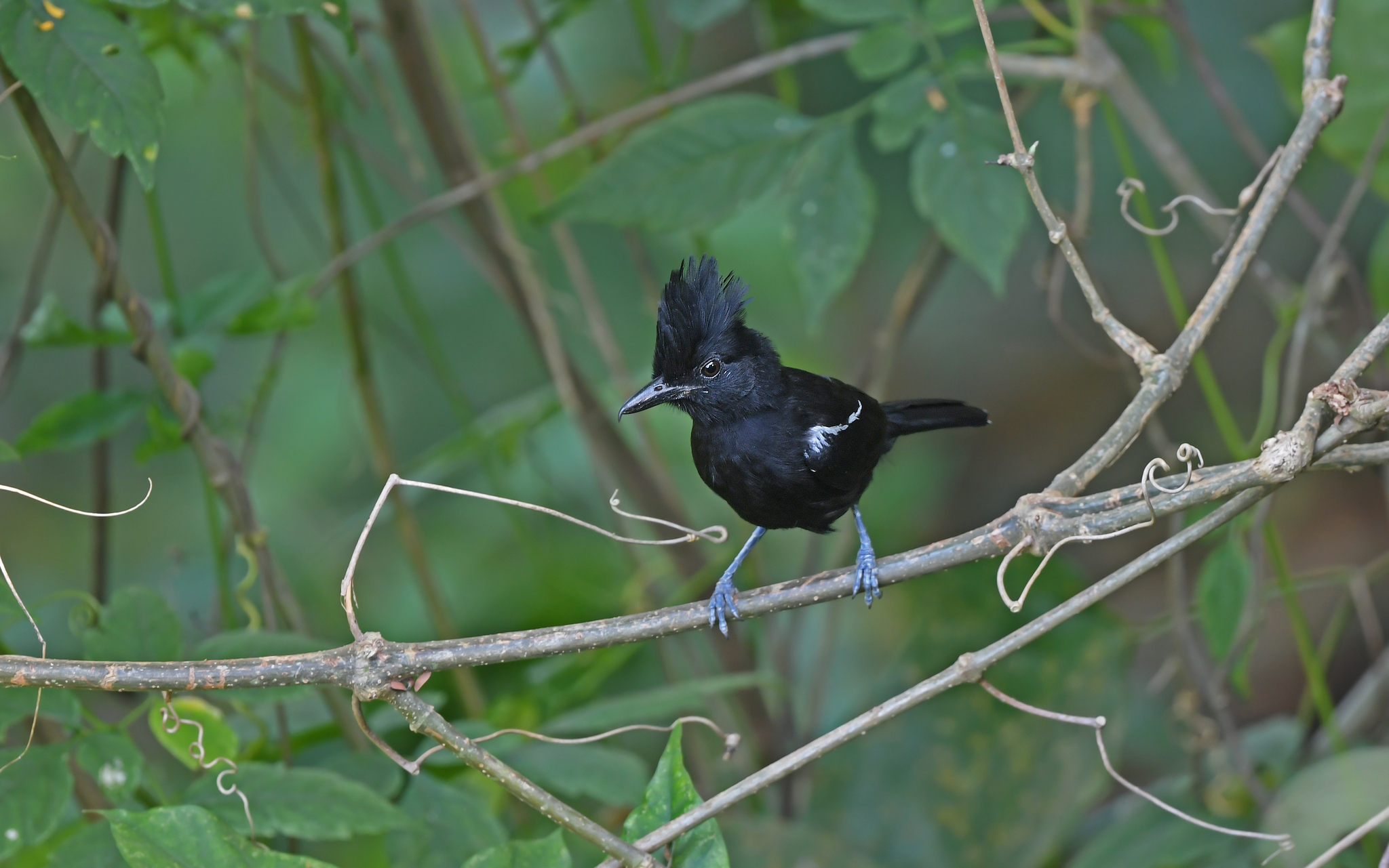 Glossy Antshrike (Sakesphorus luctuosus), photo 6