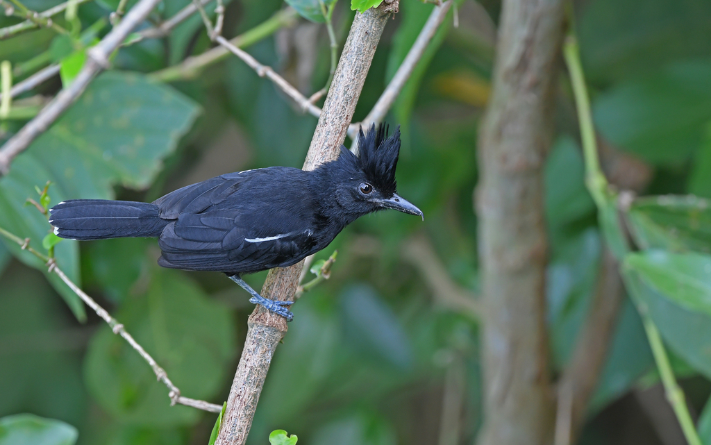 Glossy Antshrike