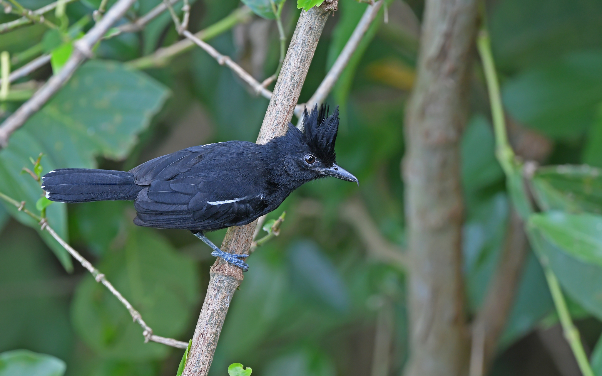 Glossy Antshrike (Sakesphorus luctuosus), photo 7