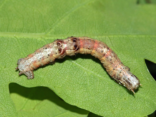 Early Thorn