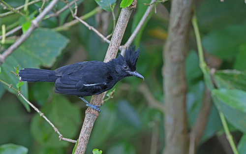 Glossy Antshrike (Sakesphorus luctuosus), photo 8