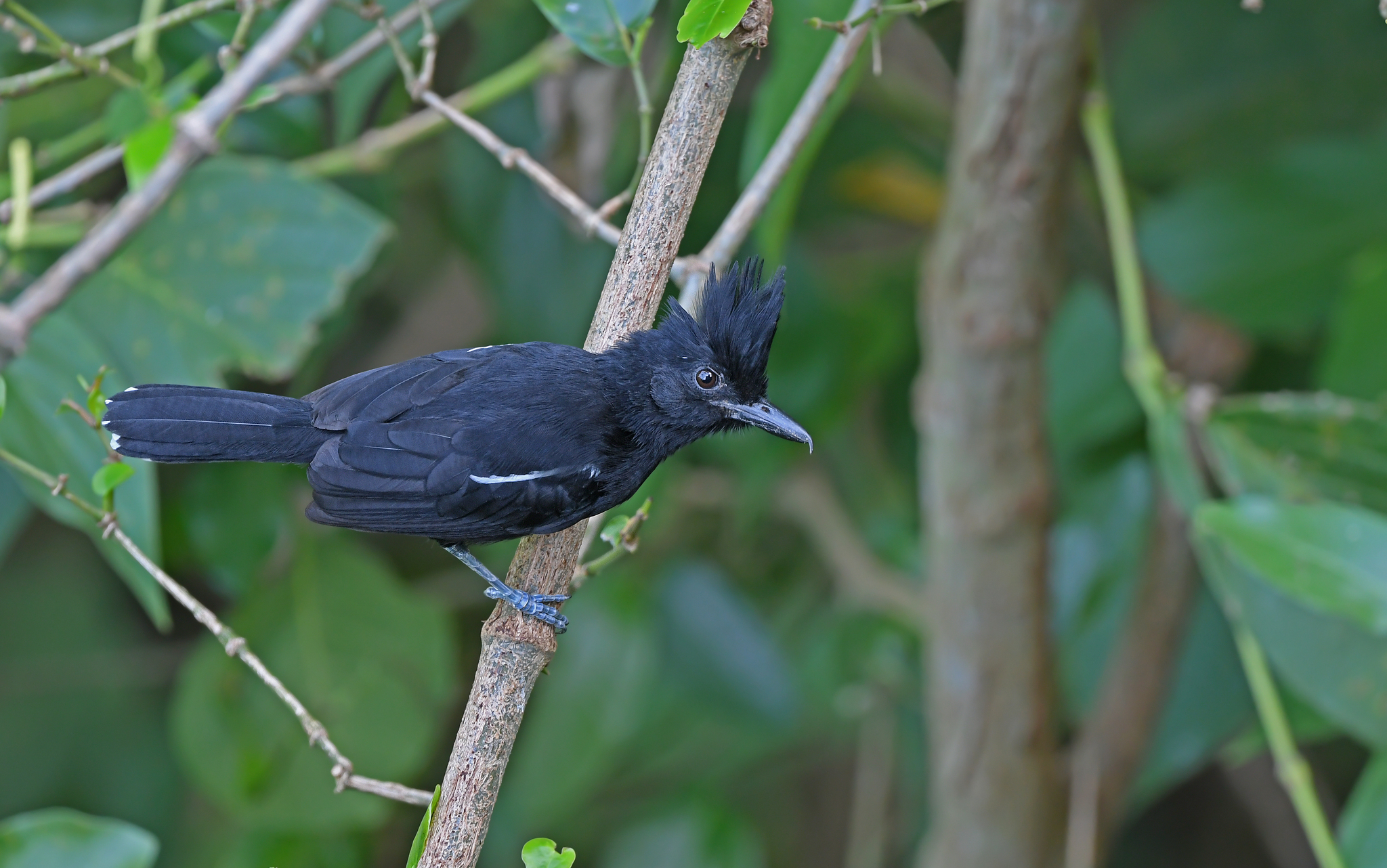 Glossy Antshrike (Sakesphorus luctuosus), photo 8