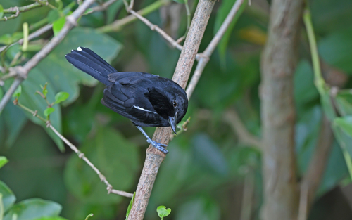 Glossy Antshrike (Sakesphorus luctuosus), photo 9