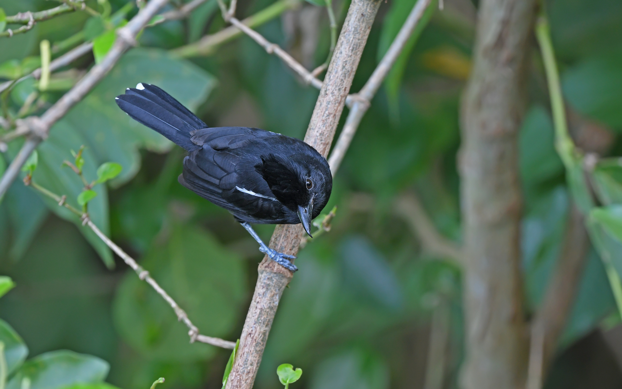 Glossy Antshrike (Sakesphorus luctuosus), photo 9