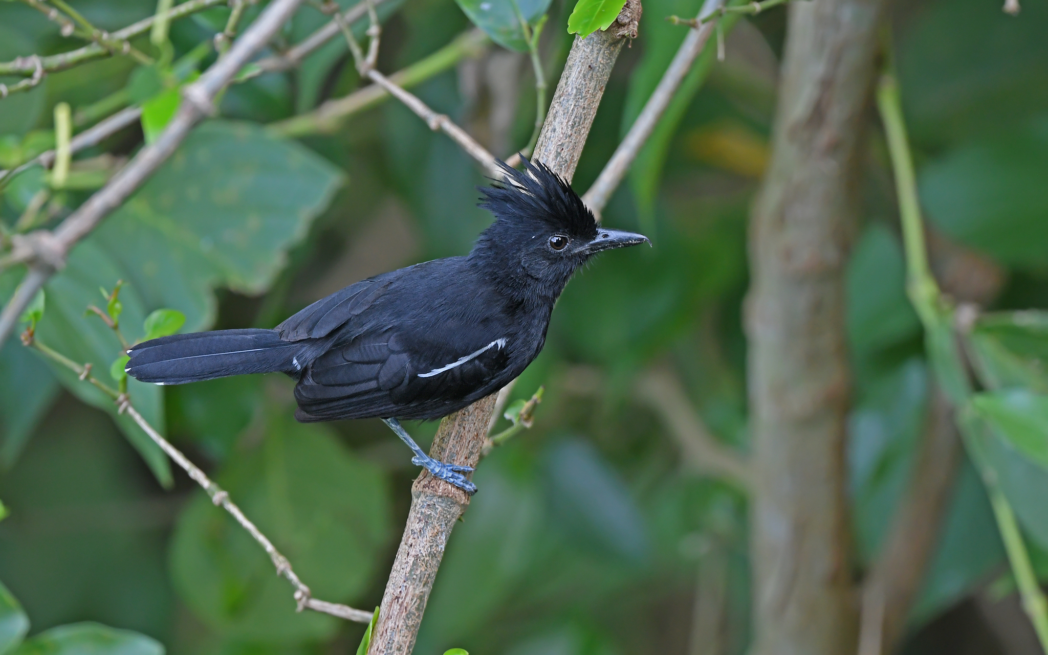 Glossy Antshrike (Sakesphorus luctuosus), photo 10