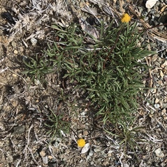 Raillardella scaposa