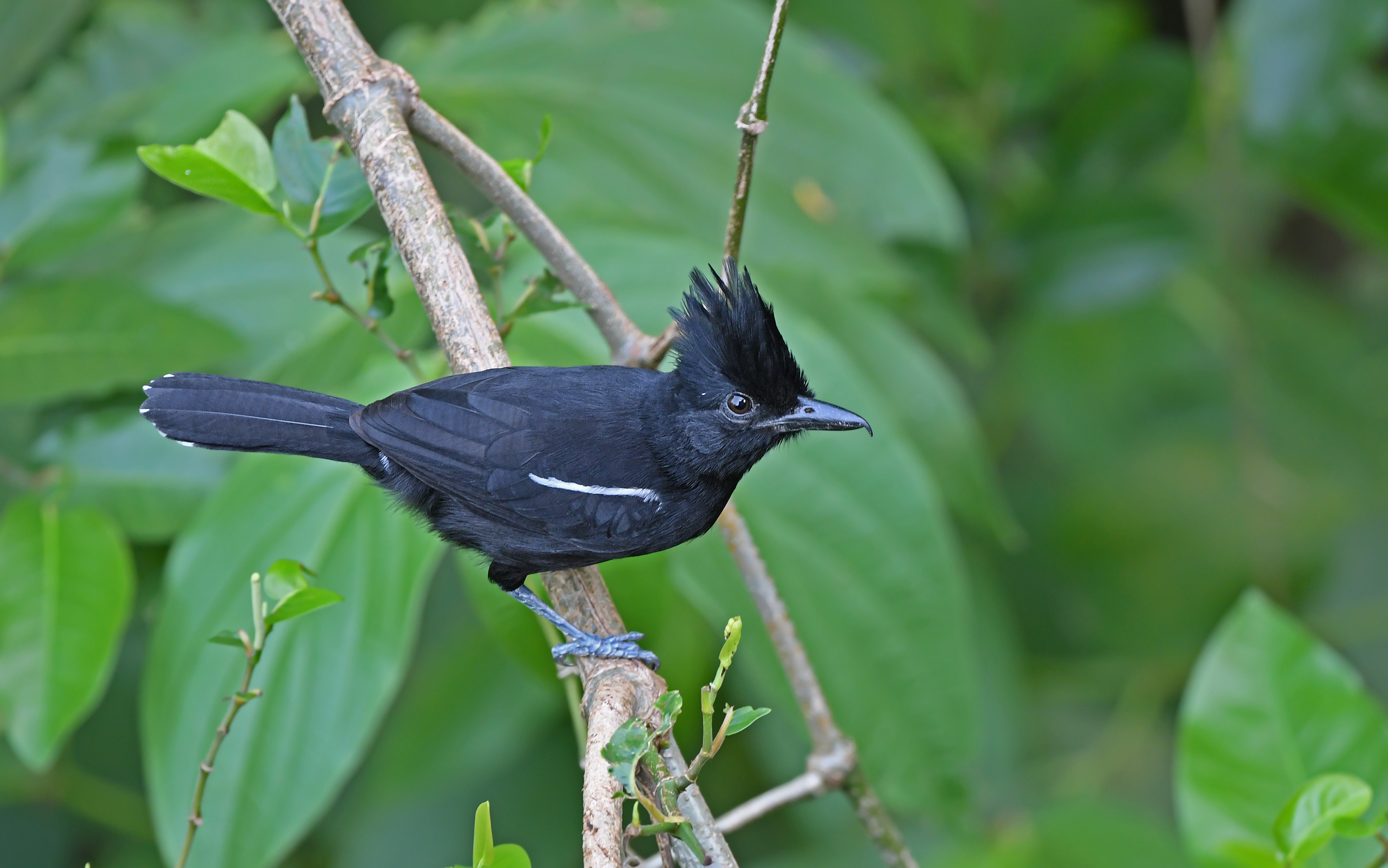 Glossy Antshrike (Sakesphorus luctuosus), photo 1