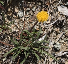 Raillardella scaposa
