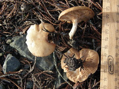 Rhodocybe piperita