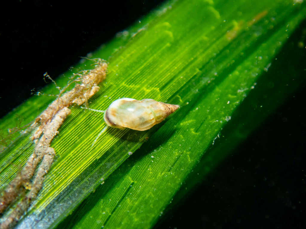 thick-lipped risso snail