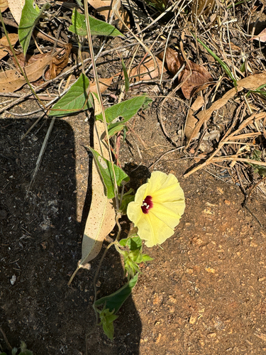 Gold Dwarf Morning Glory