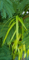 Leucaena leucocephala