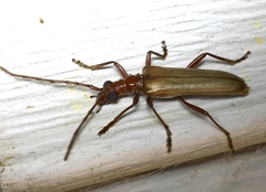 Centrodera decolorata