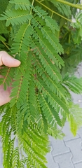 Leucaena leucocephala