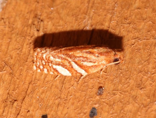 Choristoneura argentifasciata photo 5