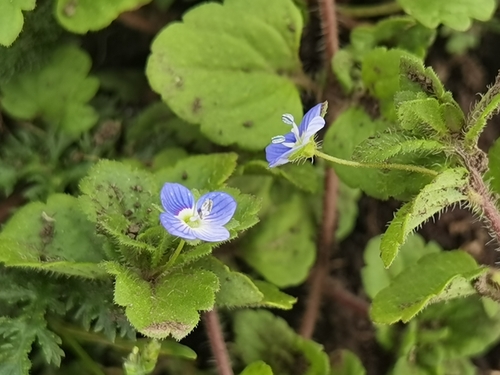 bird's-eye speedwell