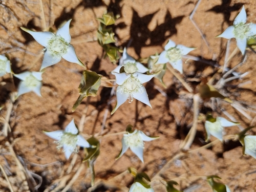 Gunniopsis rodwayi, 2024-09-29