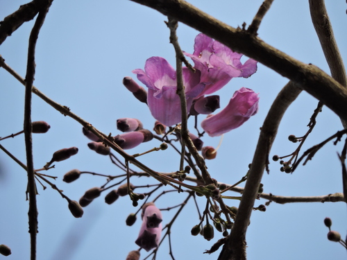Image of Jacaranda puberula by (c) Fabrício Mil Homens Riella, some rights reserved (CC BY)