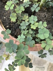Oxalis exilis