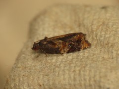 Ditula angustiorana