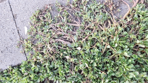 Common Purslane