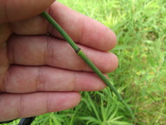 Equisetum variegatum