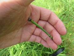 Equisetum variegatum